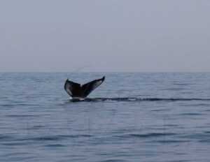 humpback whales 12