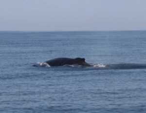 humpback whales 2