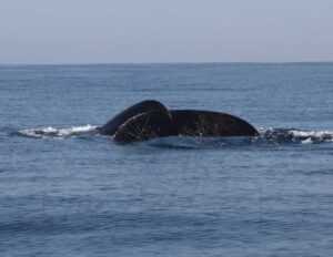 humpback whales 3