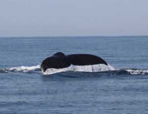 humpback whales 4