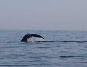 humpback whales 5 1