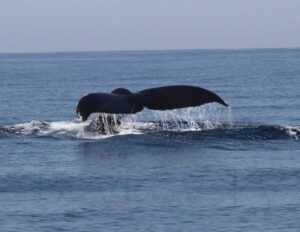 humpback whales 5