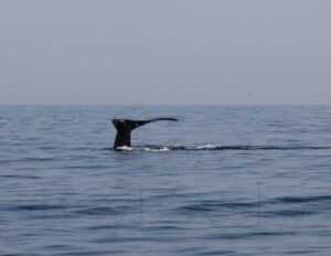 humpback whales 7 1