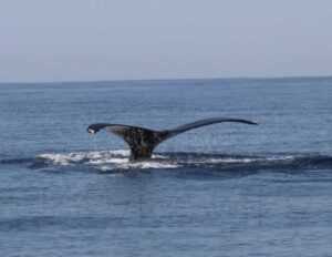 humpback whales 7