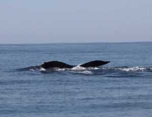 humpback whales 9