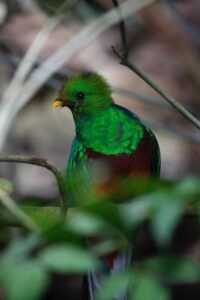 quetzal img 5844 1