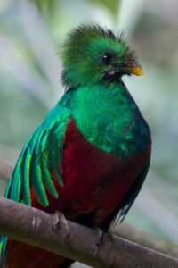 quetzal img 5848