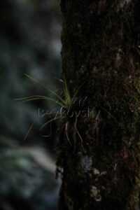 quetzal img 8514